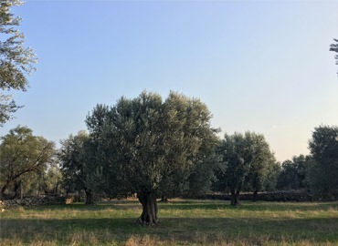 Meraki